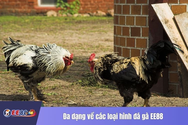 Đa dạng về các loại hình đá gà EE88