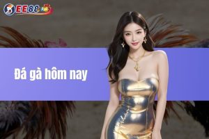 Đá gà hôm nay - Hướng dẫn cách tham gia cho người mới