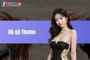  Đá gà Thomo - Khám phá đấu trường đá gà hàng đầu hiện nay