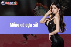 Mồng gà cựa sắt – Giống gà cực mạnh trong các trận đấu